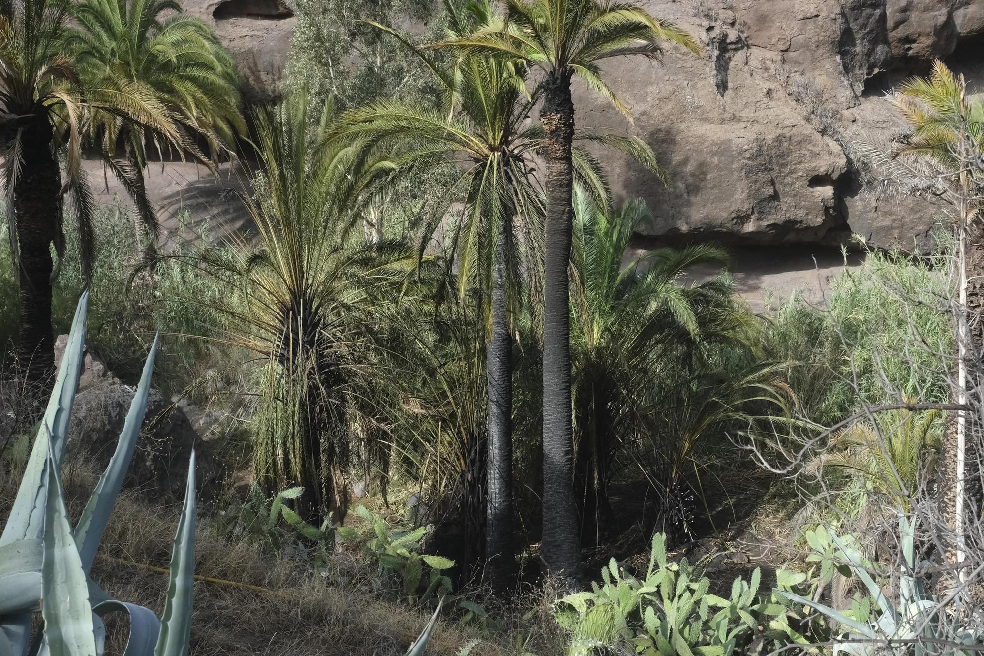 Incendio en Santa Lucía