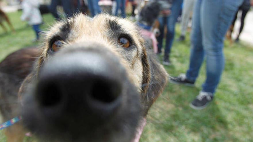 Dónde dejar a tu mascota estas vacaciones