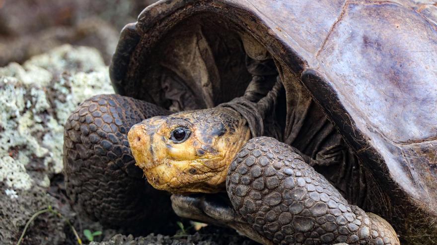 Encuentran una tortuga en Galápagos que se creía extinguida hace más de un siglo