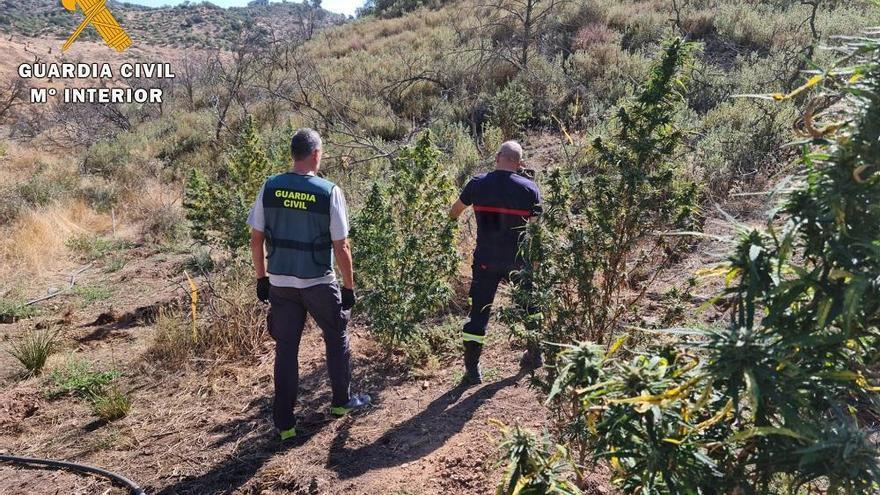 Desmantelada una plantación de marihuana en Montoro cerca del pantano del Arenoso