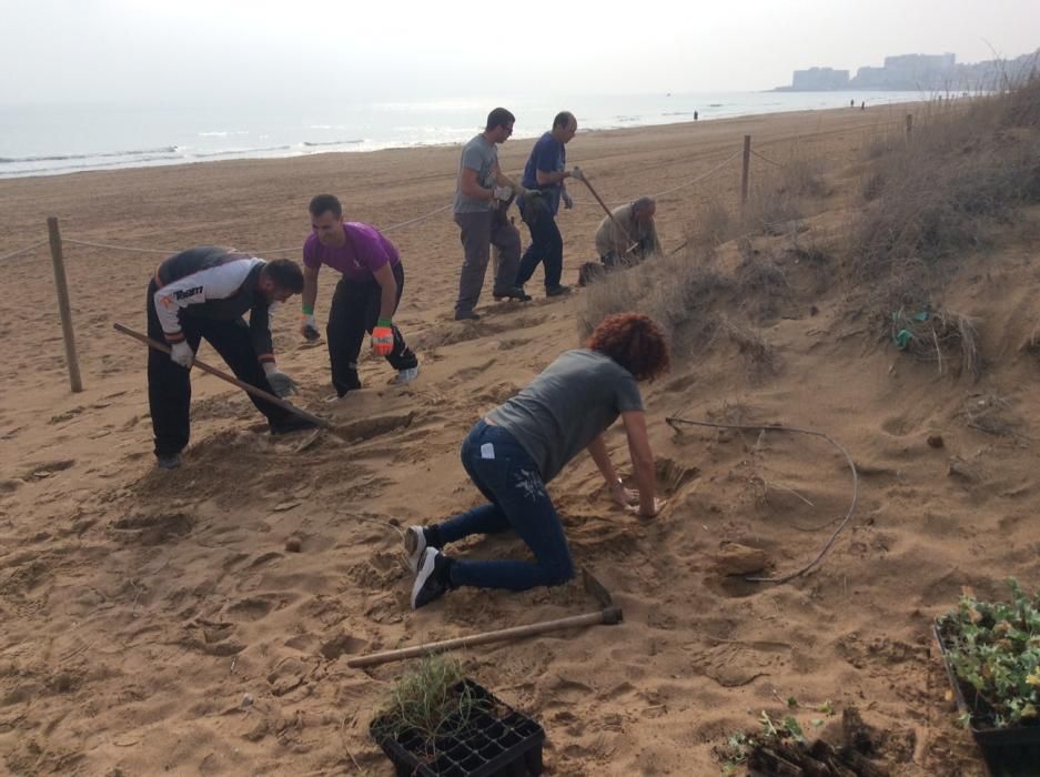 Reintroducción especies autóctonas en las dunas de