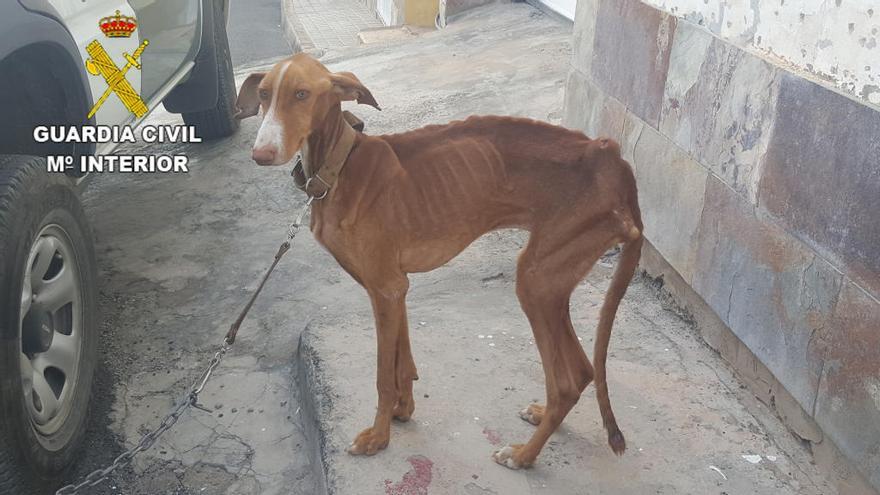 La Guardia Civil recupera un animal extraviado en Gáldar