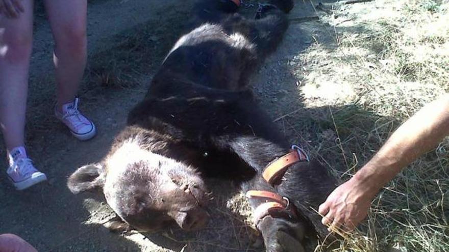 Especialistas trasladan el cadáver del oso en Porley (Cangas del Narcea).