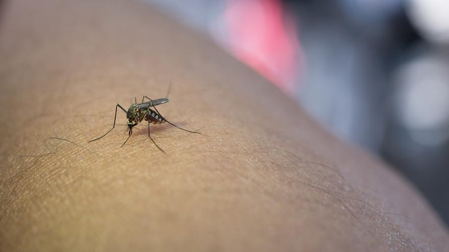 La prensa británica asegura que hay dengue en Ibiza y advierte de ello a los turistas que piensan viajar a la isla