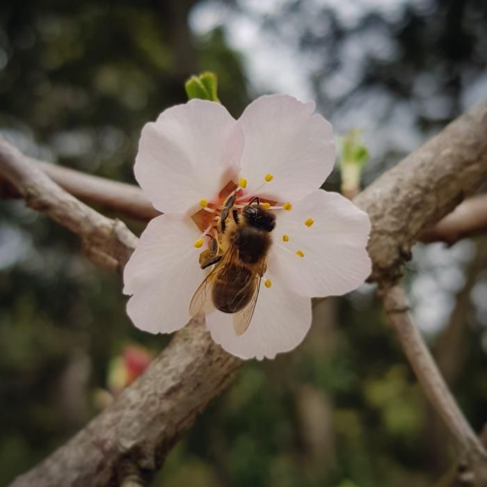 Abella. Amb l’arribada de la flor, l’abella agafa el pol·len per crear la seva pròpia mel