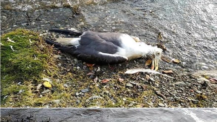 La Xunta confirma que murieron 337 aves junto al embalse de Vilagudín a causa de botulismo