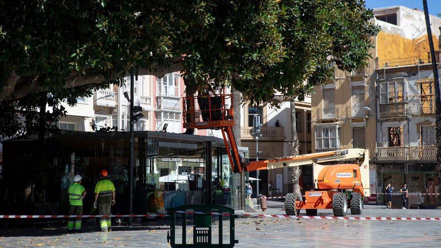 Las brigadas podan los ficus de la plaza San Francisco