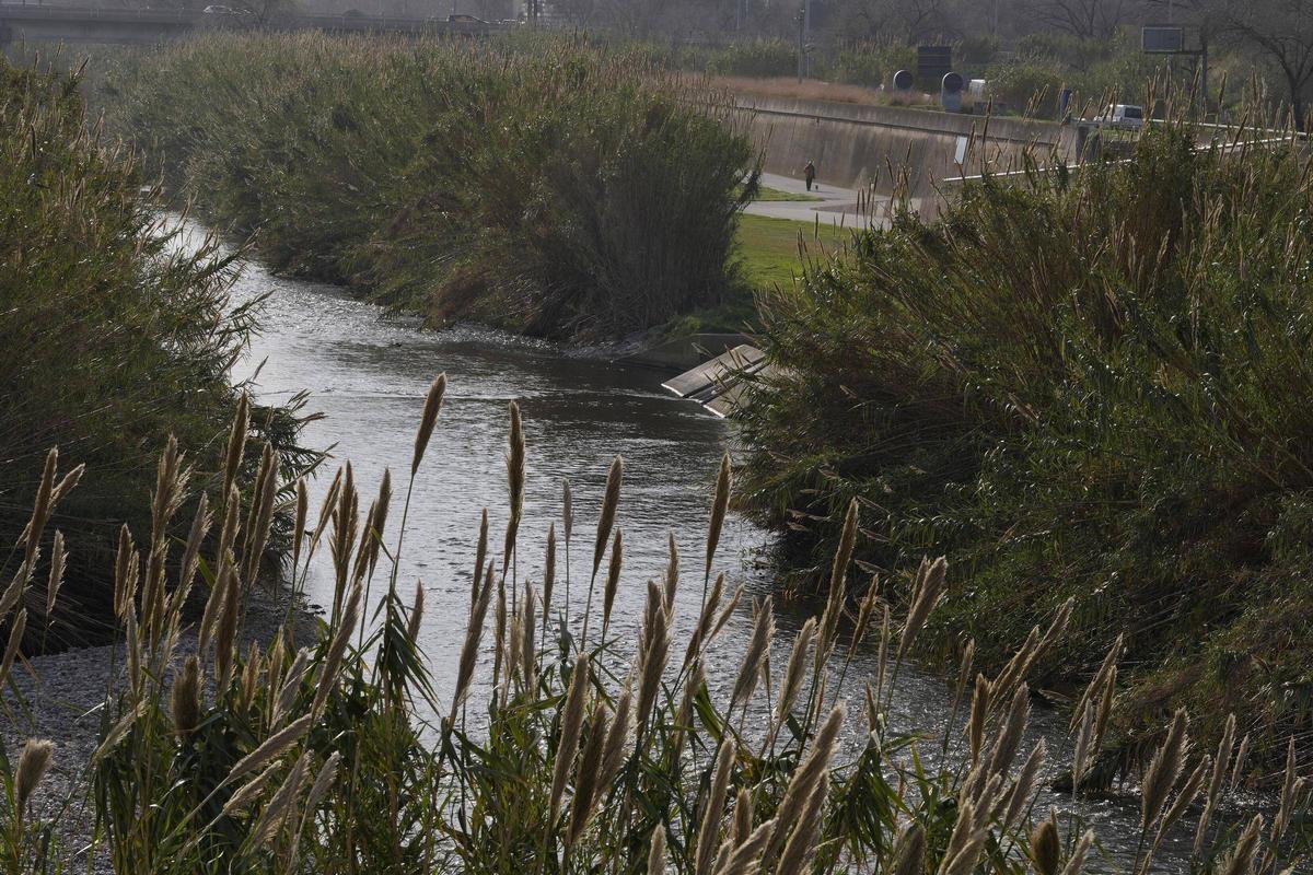Las cañas invasoras, al paso del último tramo del río Besòs antes de desembocar en el mar.