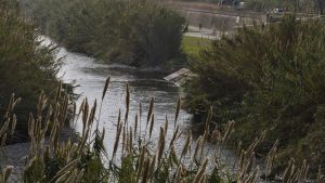 Las cañas invasoras, al paso del último tramo del río Besòs antes de desembocar en el mar.