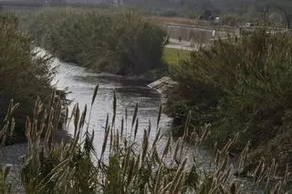 Las ciudades del Besòs llaman a retirar las cañas invasoras para reducir el riesgo de inundaciones