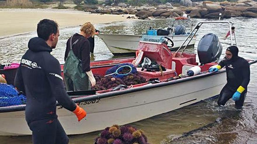 Un grupo de pescadores descarga erizo de mar tras una jornada de extracción.