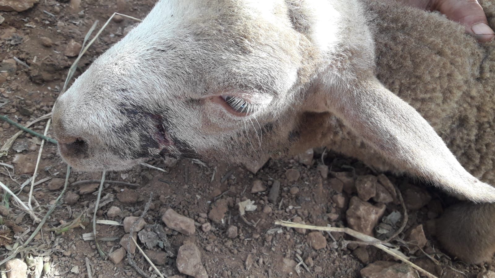 Dos perros matan a una docena de corderos en la finca de Puntiró