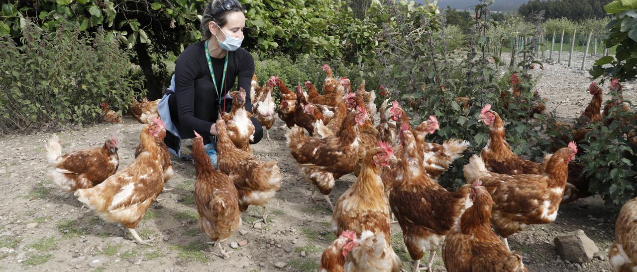 La calidad suprema de los huevos de las gallinas en libertad