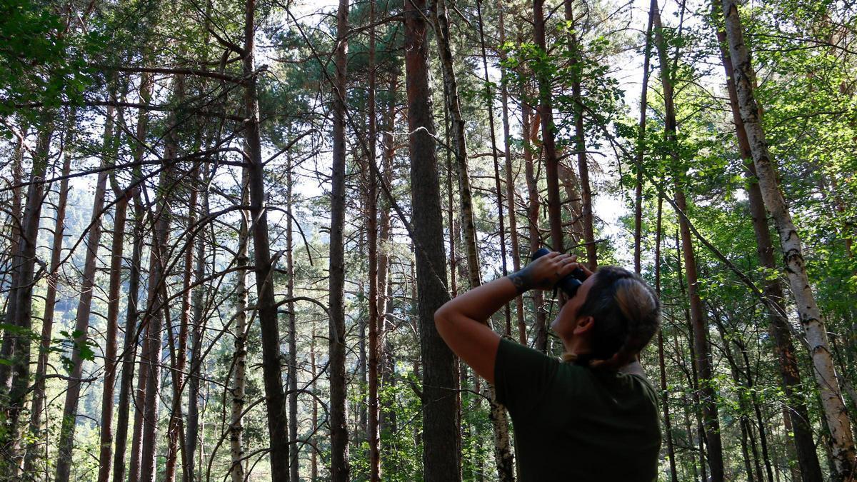 Corredoira observa la salut dels arbres a la finca d'Arsèguel