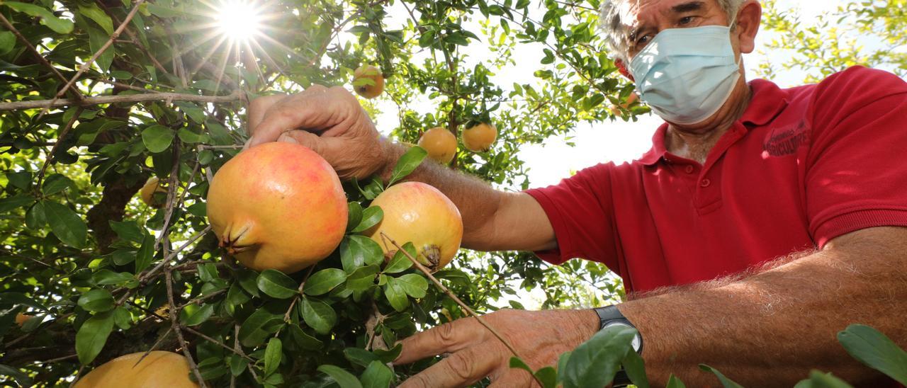 Un agricultor muestra frutos de granada mollar de Elche que se recolectarán durante las próximas semanas.