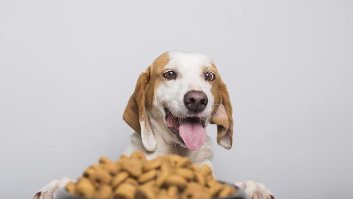Les 10 races de gossos més intel·ligents