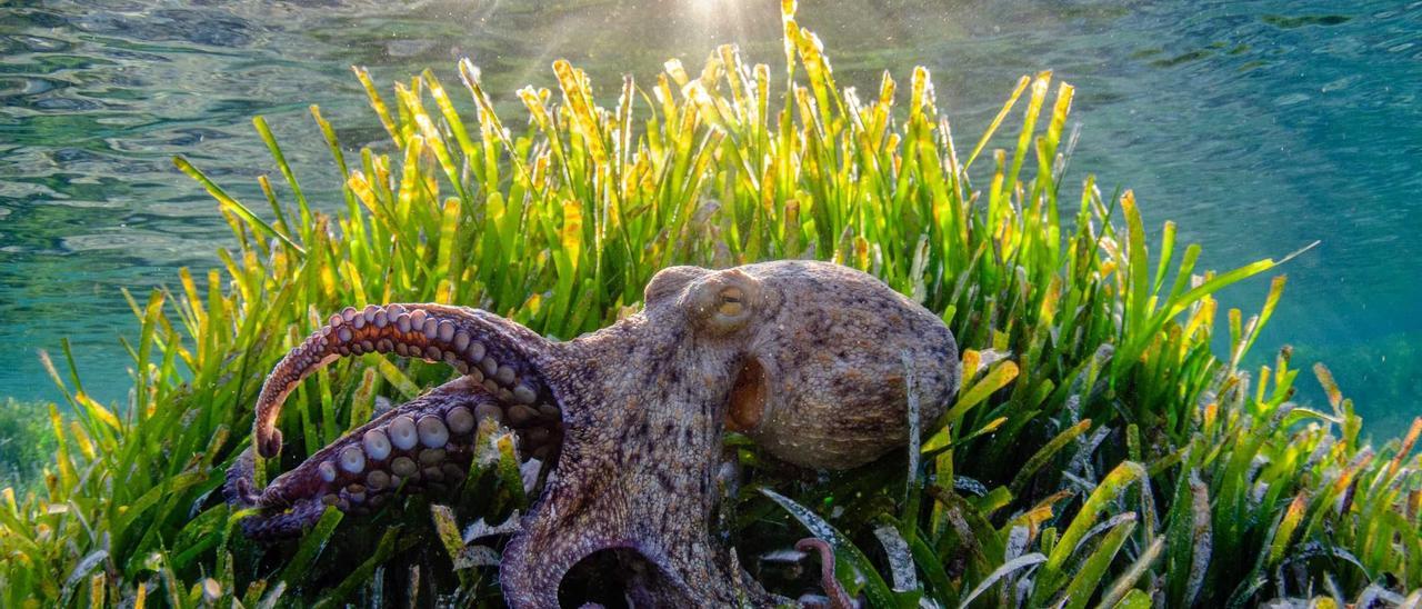 Imagen de un pulpo sobre posidonia del prestigioso biólogo y fotógrafo Xavier Mas.