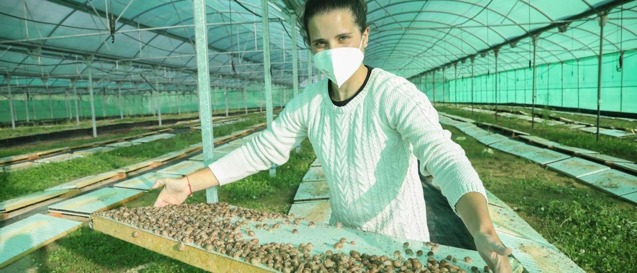 Laura Santiso, en su granja de A Cañiza, donde cría caracoles en una una explotación de 3.000 metros cuadrados. // Anxo Gutiérrez
