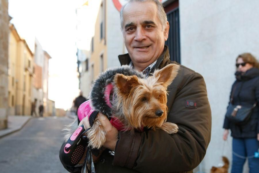 Los perros gobiernan por san Antón en Zamora