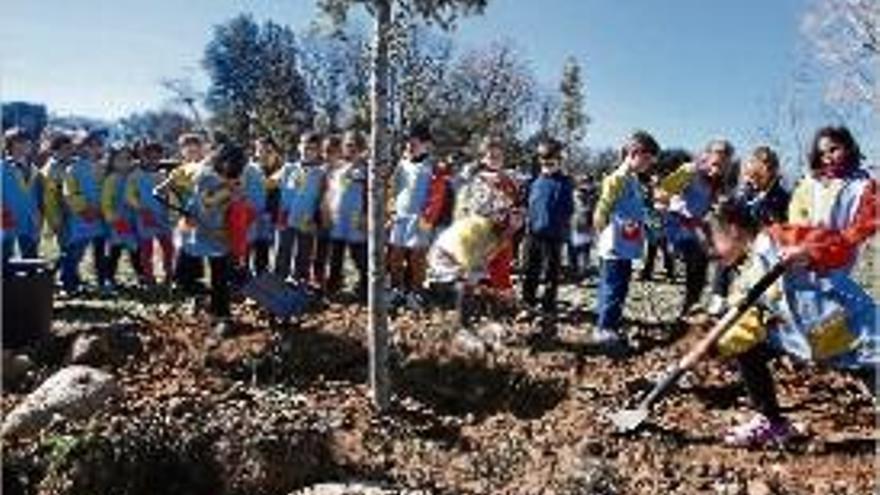 Plantada d&#039;alzines al Bosc de la Pabordia