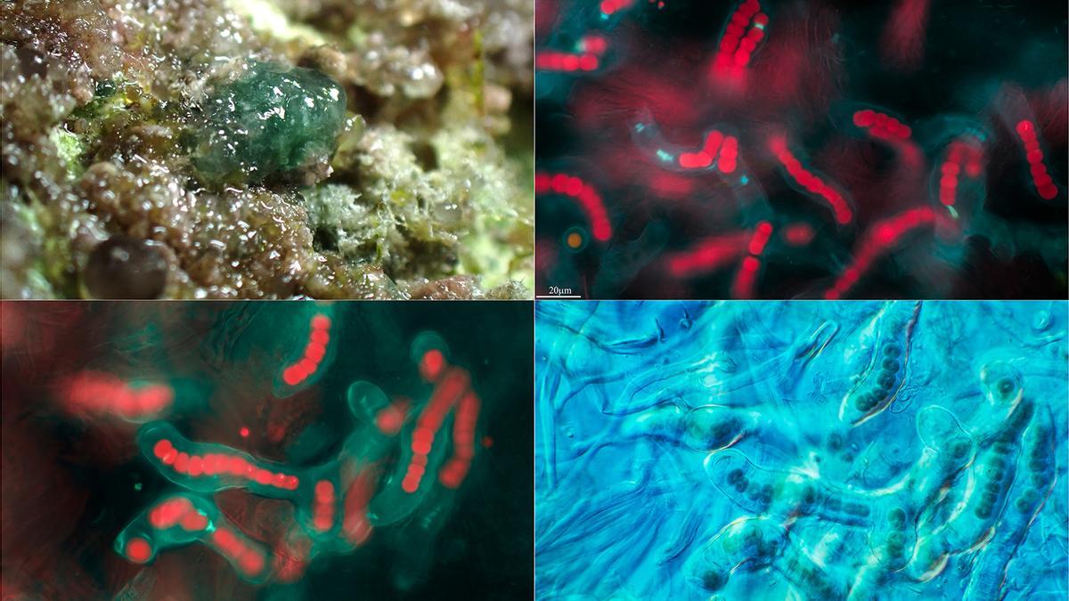 Diferentes tomas microscópicas (DIC y epifluorescencia) y aspecto general de la cianobacteria Gloeobacter violaceus, posiblemente un interesante ancestro de todos los organismos fotosintéticos actuales.