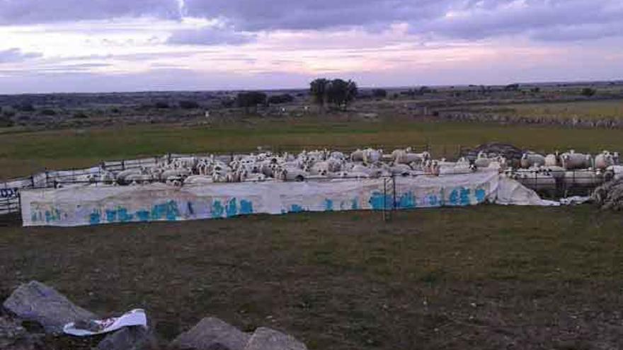 Un rebaño de ovejas recogido en una majada del pueblo de Gáname de Sayago.