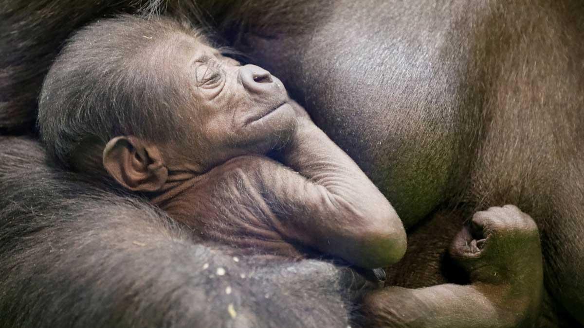 Nace en el zoo de Moscú una cría de una especie de gorila en extinción.