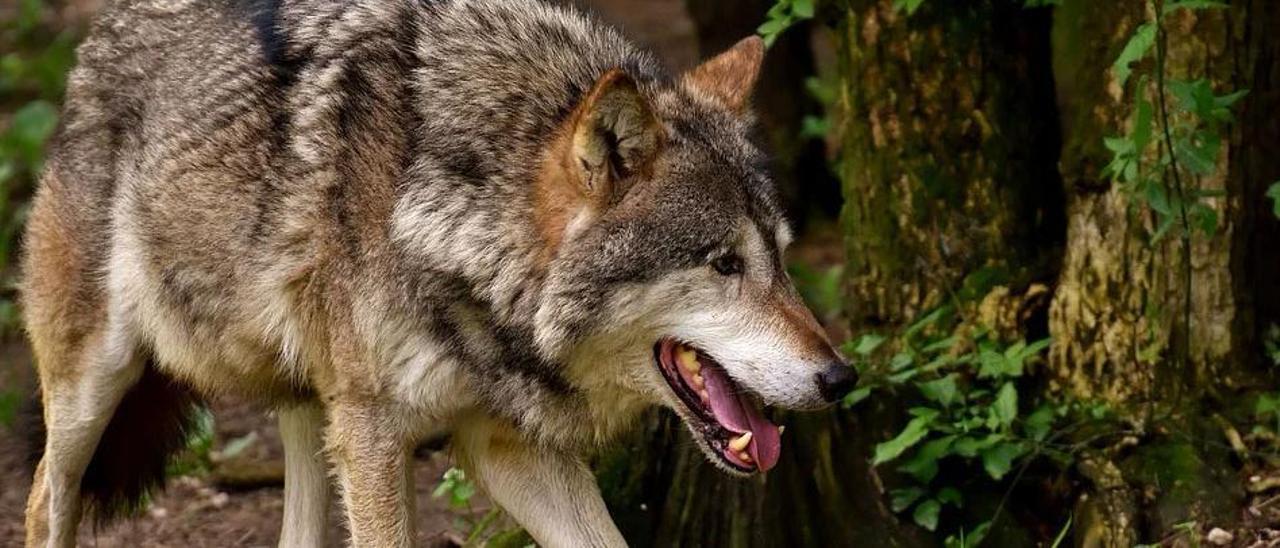 Un ejemplar de lobo ibérico.