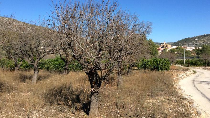 Almendros infectados de «Xylella fastidiosa» en Alcalalí.