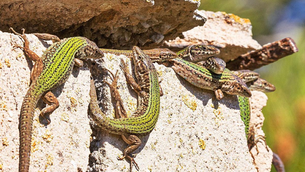 Specimens of sargantana or Ibizan lizard (Podarcis pityusensis).