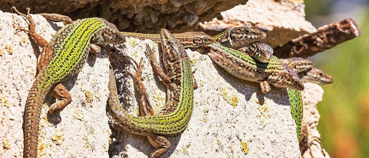 Ejemplares de sargantana o lagartija ibicenca (Podarcis pityusensis).