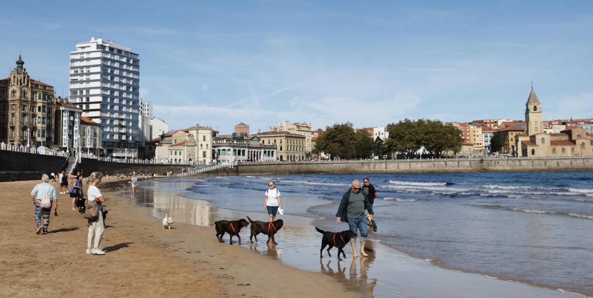 Perros en la playa de San Lorenzo.