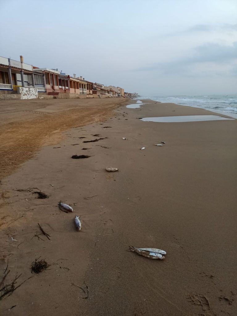 Preocupación en Guardamar ante la aparición de peces muertos