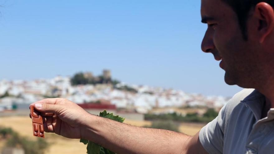 Montilla-Moriles apuesta por el uso de feromonas para frenar el avance de la polilla del racimo en los viñedos