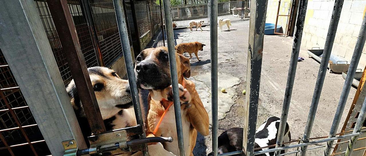Las restricciones por la crisis sanitaria reducen el abandono de perros en  Mieres - La Nueva España