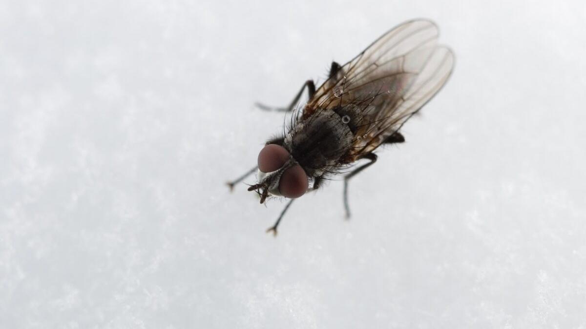 La plaga de la mosca negra y su potente picadura se extiende por España