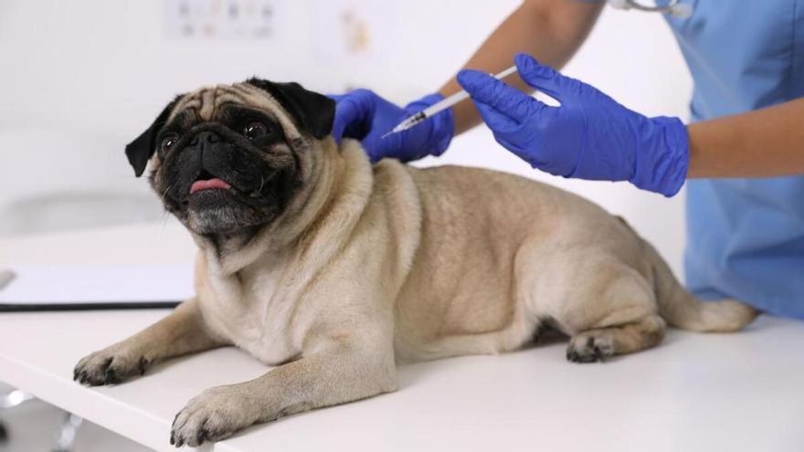 Los veterinarios ya no podrán recetar antibióticos a los perros que carezcan de chip