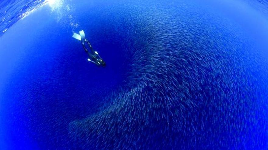 La imagen capturada por Francis Pérez y que ilustra la portada del último libro de National Geographic Blue Hope, de la investigadora Sylvia Earle sobre los océanos. | francis pérez