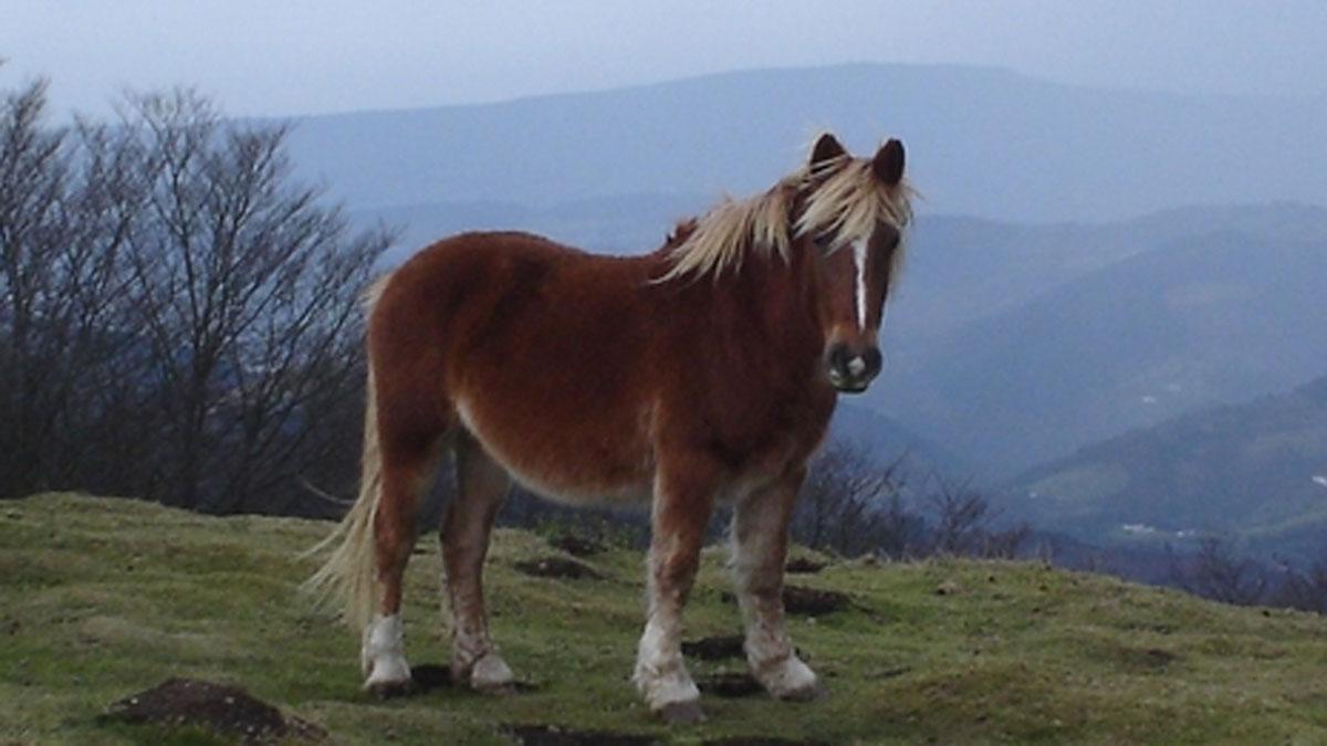 Un caçador abat per error un poni al parc del Garraf Un caçador abat per error un poni al parc del Garraf