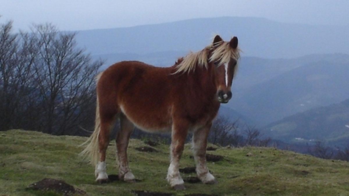 Un caçador abat per error un poni al parc del Garraf