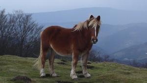 Un caçador abat per error un poni al parc del Garraf