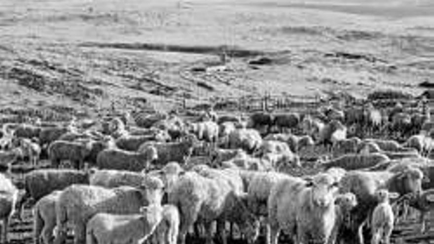 Un rebaño trashumante de merinas recupera una antigua vía pecuaria