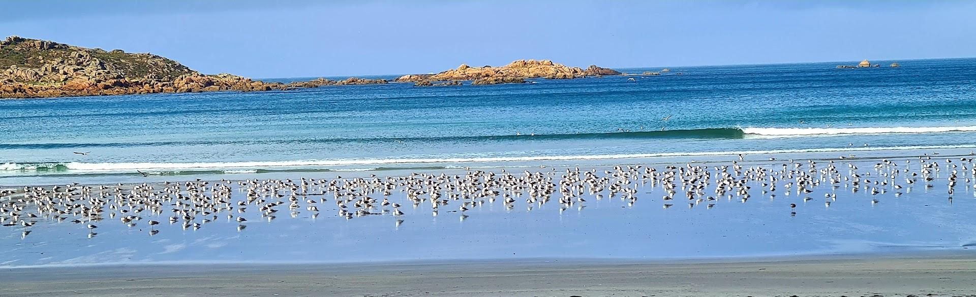 Una playa repleta de aves.