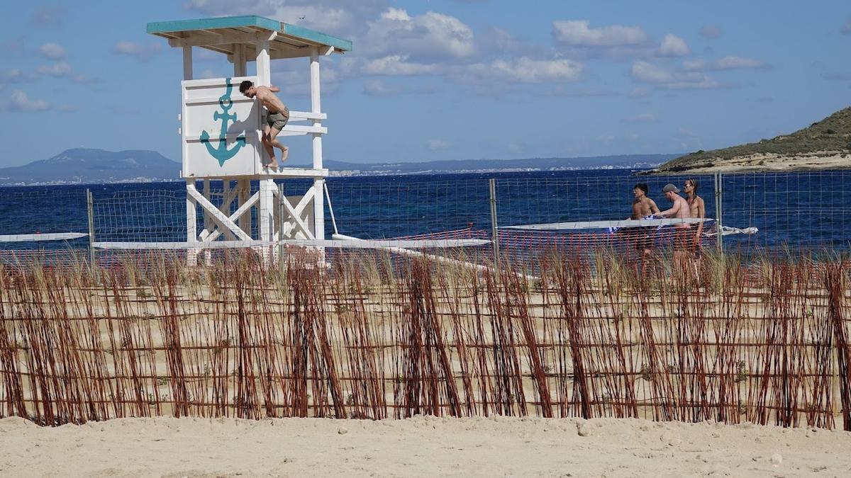 Un turista se cuela en el área donde se habilitan las nuevas dunas en la playa de Magaluf.