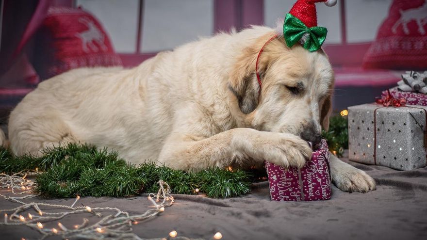 8 alimentos muy comunes en la cena de Nochevieja, pero que están prohibidos para tu perro