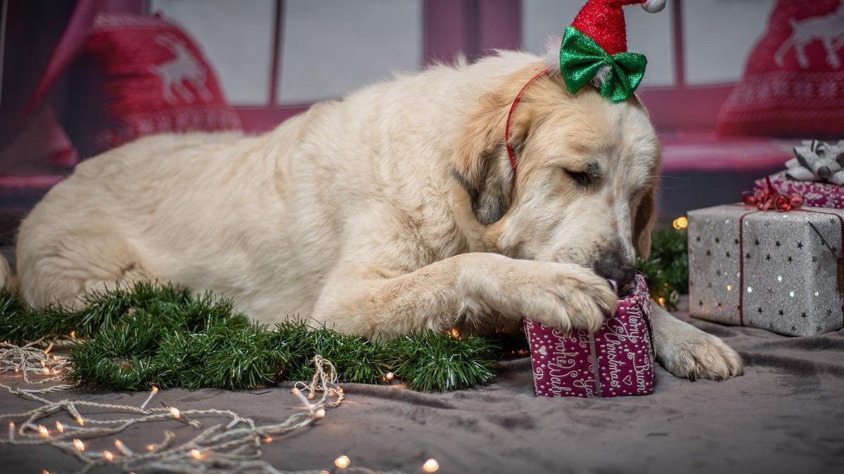 8 alimentos muy comunes en la cena de Nochevieja, pero que están prohibidos para tu perro