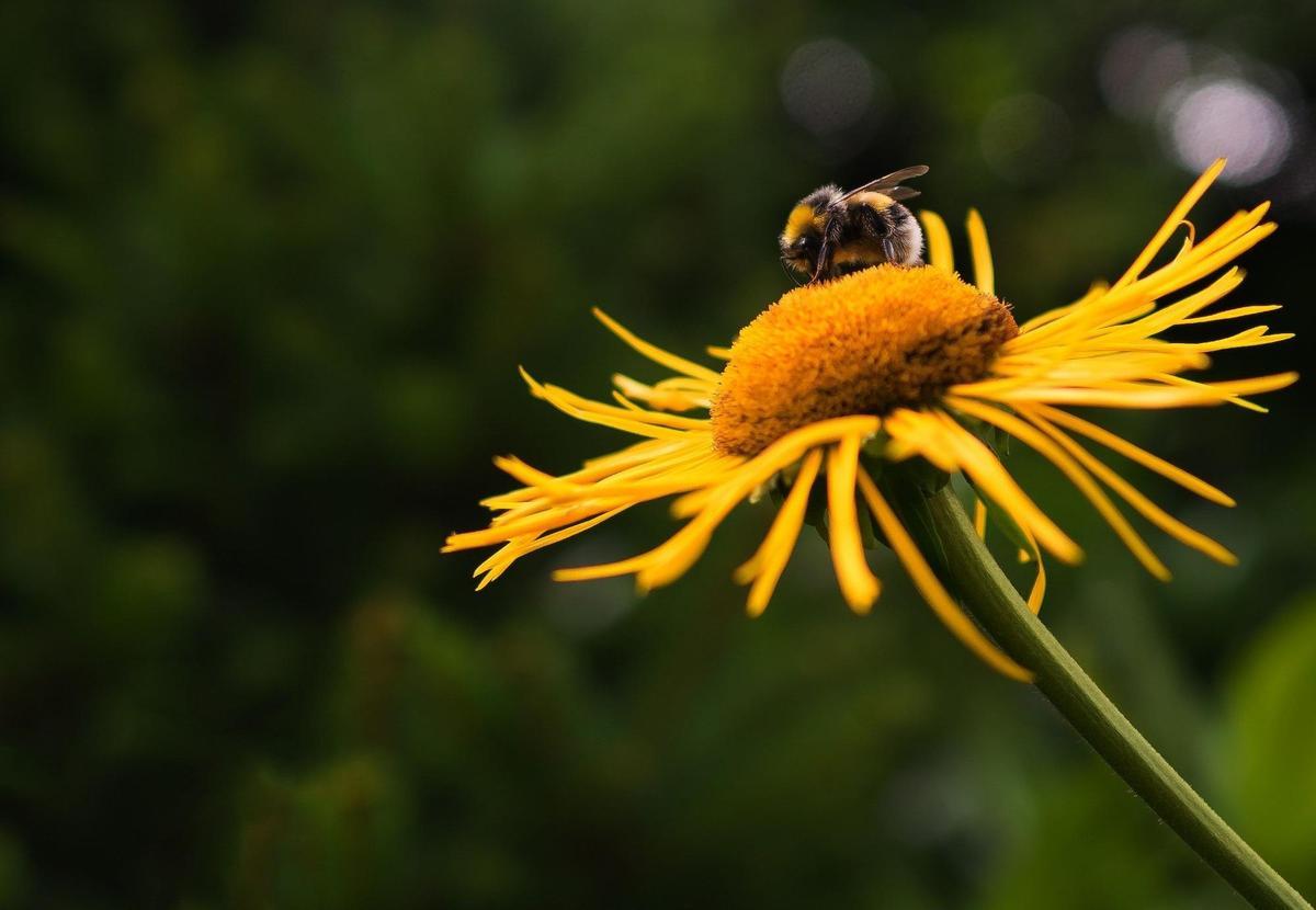 Hallan evidencia de que los abejorros sienten dolor, merecen trato ético