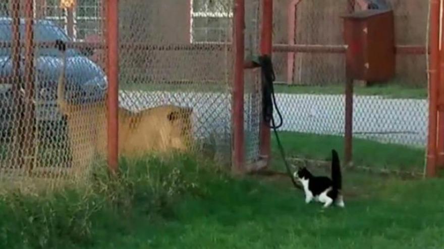 La gata que no teme al león, el vídeo viral más animal