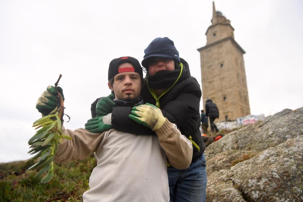 Voluntarios de Down Coruña y Hábitat eliminan plantas invasoras en la Torre de Hércules