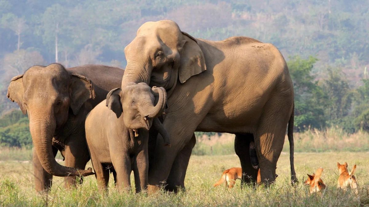 ¿Por qué entre los mamíferos las hembras viven más y entre las aves los más longevos son los machos?